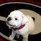 Illustration for article titled OMG Puppies! And Other Highlights From Signing Day